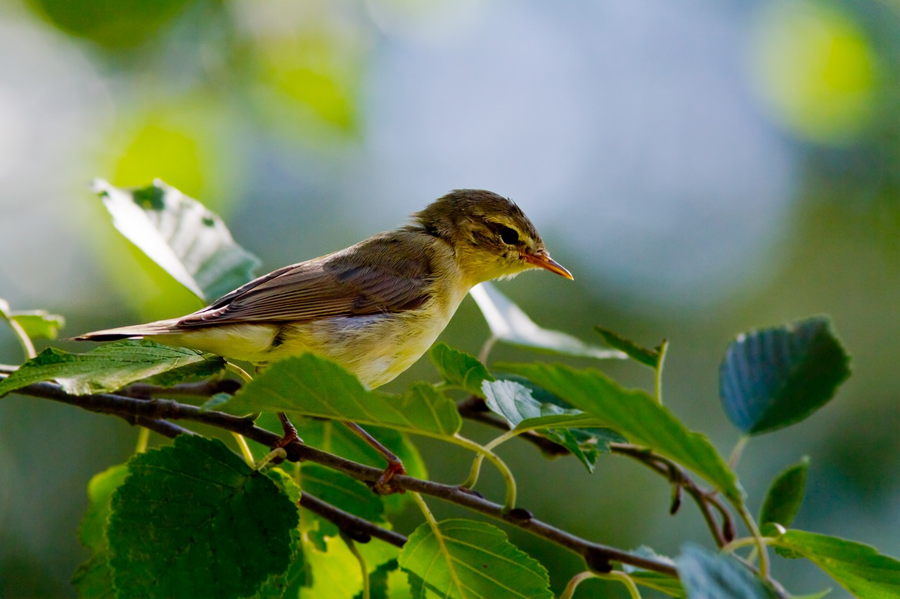 Pasărea pitulicea fluierătoare (Phylloscopus trochilus)