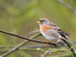 Pasarea cinteza de iarnă (Fringilla montifringilla), preferă zonele de conifere