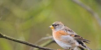 Cinteza de iarnă (Fringilla montifringilla): pasărea care preferă pădurile de conifere Pasarea cinteza de iarnă (Fringilla montifringilla), preferă zonele de conifere