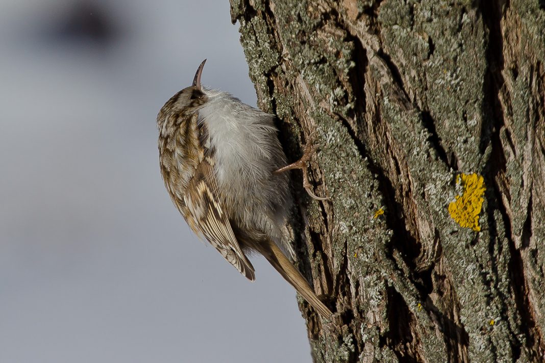 Pasărea cojoaica de pădure (Certhia familiaris), află trăsăturile acestei specii Pasărea cojoaica de pădure (Certhia familiaris), află trăsăturile acestei specii