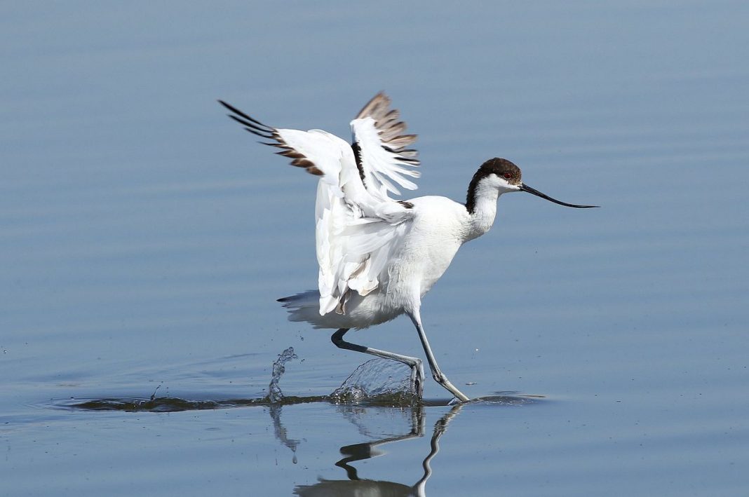 Pasărea cu cioc întors poate fi văzută vara lângă Marea Neagră