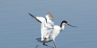 Pasărea cu cioc întors poate fi văzută vara lângă Marea Neagră