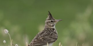 Ciocârlanul (Galerida cristata), pasărea sedentară cu cântec melodios din România Pasărea cântătoare ciocârlanul (Galerida cristata), o pasăre sedentară