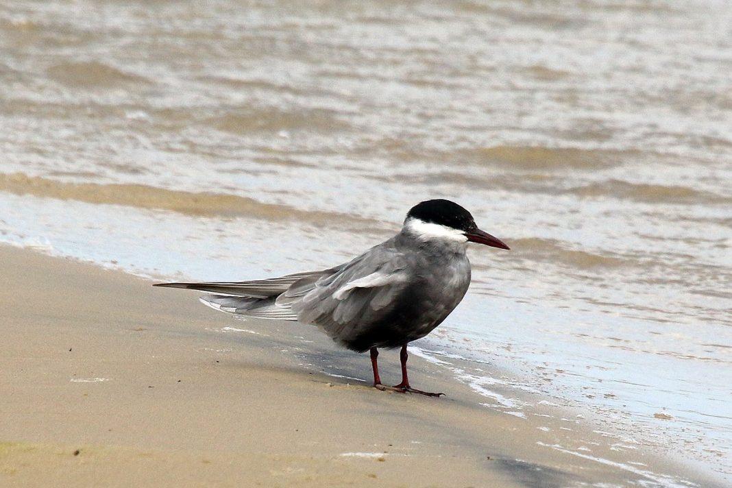 Pasărea migratoare chirichița cu obraz alb (Chlidonias hybridus) Pasărea migratoare chirichița cu obraz alb (Chlidonias hybridus)