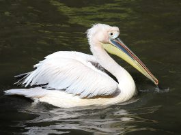 Pelicanul comun (Pelecanus onocrotalus), o pasăre acvatică