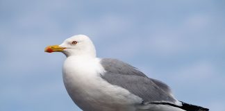 Pescărușul cu picioare galbene, o pasăre destul de mare