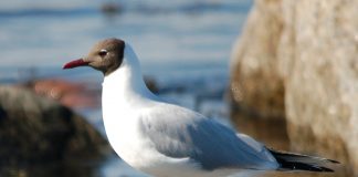 Pescărușul râzător, o pasăre clocitoare din țara noastră