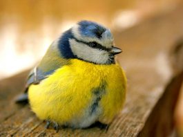 Pițigoiul albastru (Parus caerules), pasăre insectivoră din țara noastră