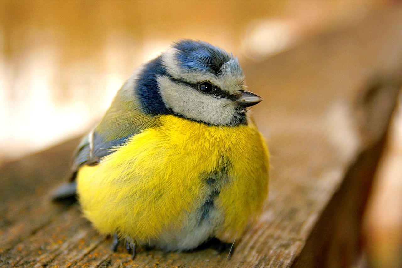 Pițigoiul albastru (Parus caerules), pasăre insectivoră din țara noastră