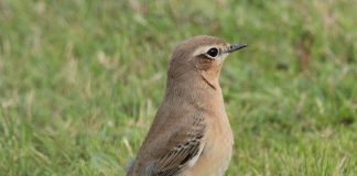 Pietrarul sur, o pasăre înrudită cu sturzul