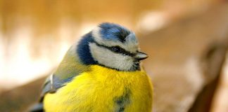 Pițigoiul albastru (Parus caerules), pasăre insectivoră din țara noastră