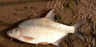 Plătica, un pește de apă dulce ce are corpul turtit pe lateral