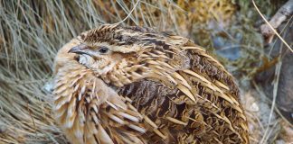 Prepelița, pasăre de la poalele Carpaților numită și pitpalac