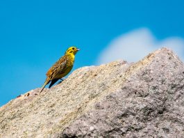 Presura galbenă, cea mai cunoscută specie de păsări din Europa Centrală