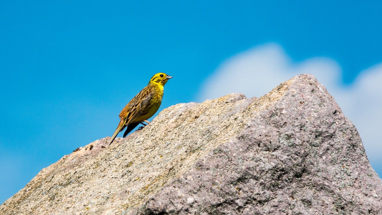 Presura galbenă, cea mai cunoscută specie de păsări din Europa Centrală