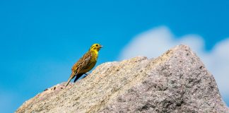 Presura galbenă, cea mai cunoscută specie de păsări din Europa Centrală