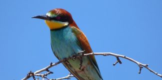 Prigoria, o pasăre migratoare cu un penaj colorat care se hrănește cu albine