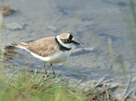 Prundărașul gulerat mic, o pasăre migratoare din familia Charadriidae