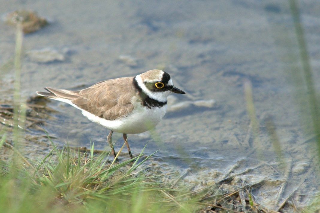Prundărașul gulerat mic, o pasăre migratoare din familia Charadriidae Prundărașul gulerat mic, o pasăre migratoare din familia Charadriidae