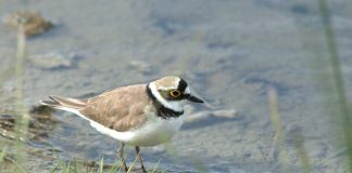 Prundărașul gulerat mic, o pasăre migratoare din familia Charadriidae