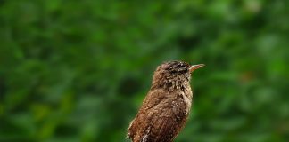 Pățărușul, considerat piticul păsărilor noastre