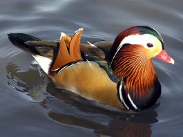 Rața mandarin, află totul despre această specie de păsări sălbatice