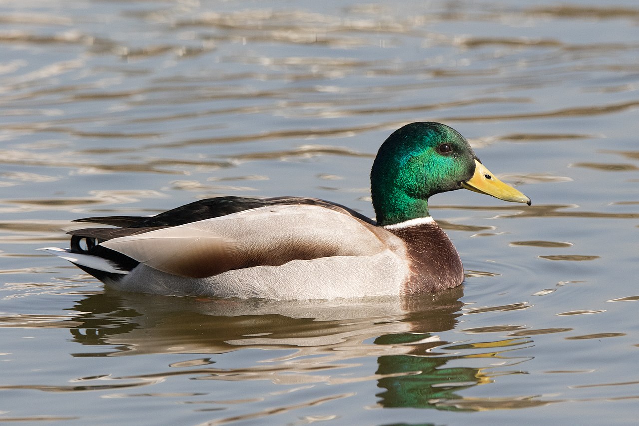 Rața mare, cea mai frecventă specie care clocește în țara noastră