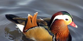 Rața Mandarin (Aix galericulatta): de la pădurile asiatice la lacurile Europei Rața mandarin, află totul despre această specie de păsări sălbatice