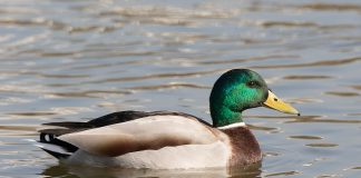 Rața mare, cea mai frecventă specie care clocește în țara noastră