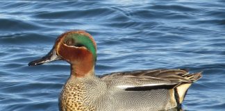 Rața mică (Anas crecca), cea mai mică rață din Europa
