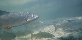 Scobarul, un pește de apă dulce comun din familia Cyprinidae