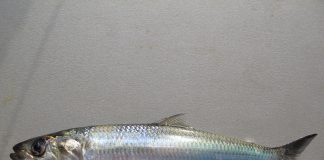Scrumbia de Dunăre, un pește migrator din Marea Neagră