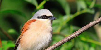 Sfrânciocul roșiatic, o pasăre des întâlnită în România