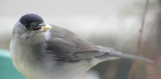 Silvia cu capul negru, află ce fel de pasăre este aceasta