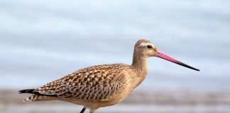 Sitarul de mal, pasăre migratoare care clocește la noi în țară