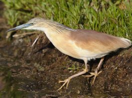 Starcul galben (Ardeola ralloides), pasăre migratoare care apare primăvara în Delta Dunării