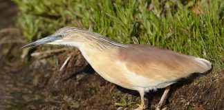 Starcul galben (Ardeola ralloides), pasărea migratoare din Delta Dunării, protejată prin lege Starcul galben (Ardeola ralloides), pasăre migratoare care apare primăvara în Delta Dunării