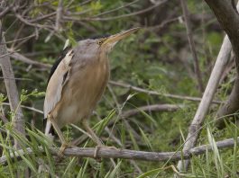 Starcul mic (Ixobrychus minutus), o pasăre retrasă