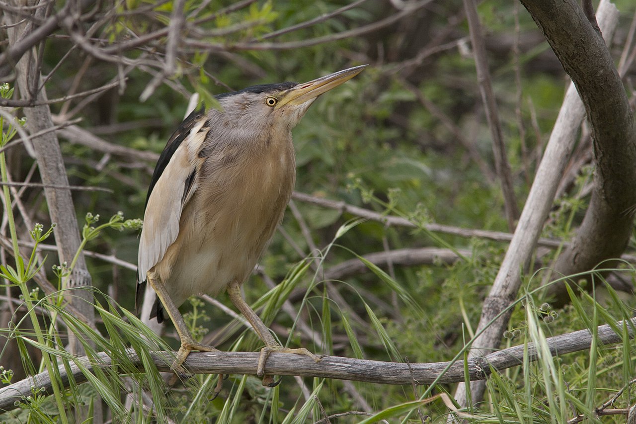 Starcul mic (Ixobrychus minutus), o pasăre retrasă