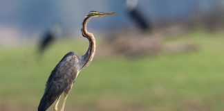 Starcul roșu, o pasăre migratoare ce poate fi văzută în Deltă