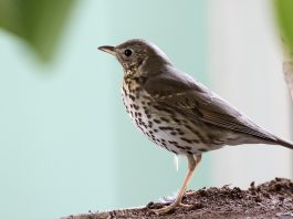 Sturzul cântător (Turdus philomelos), oaspete de vară în țara noastră