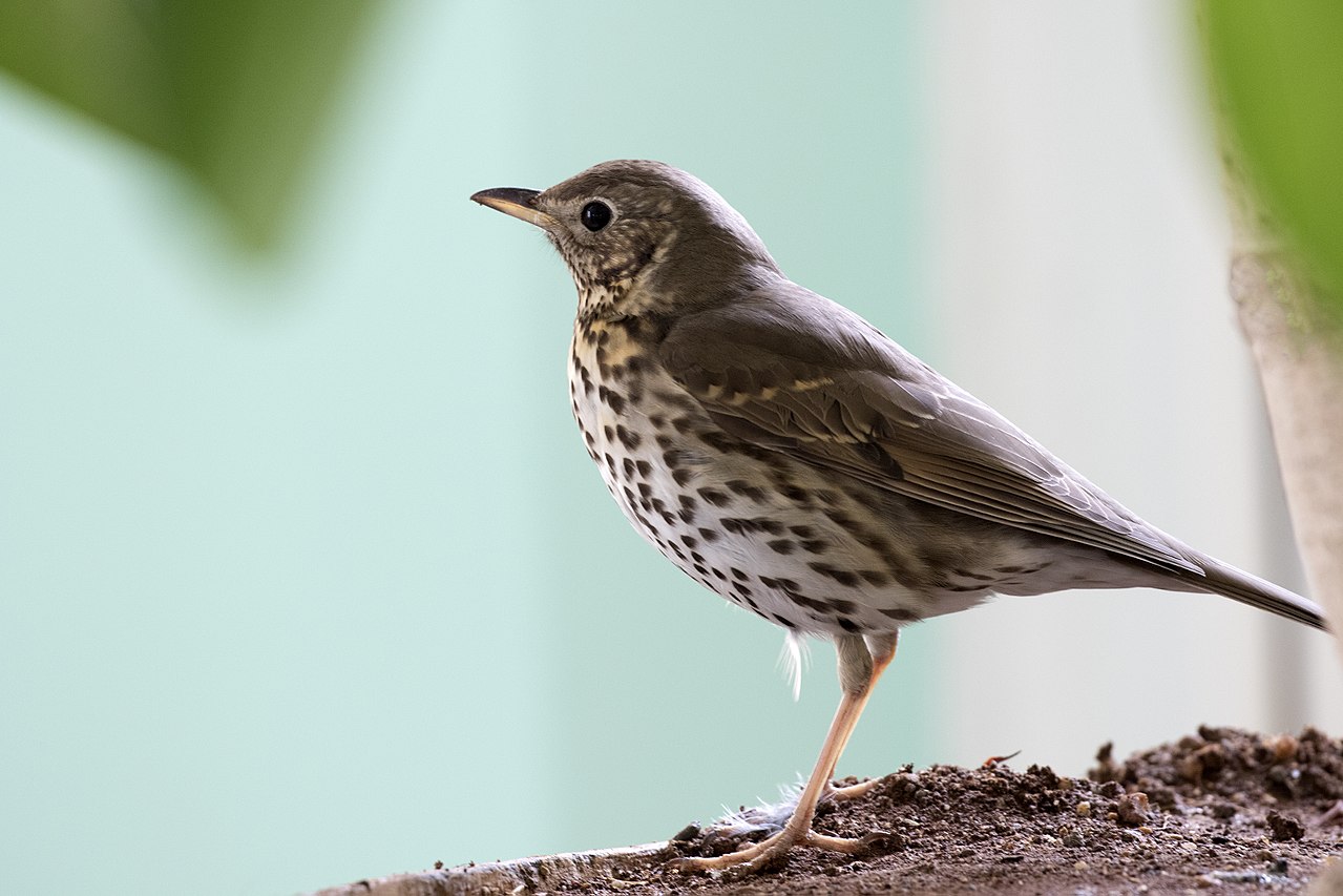 Sturzul cântător (Turdus philomelos), oaspete de vară în țara noastră