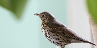 Sturzul cântător (Turdus philomelos), oaspete de vară în țara noastră