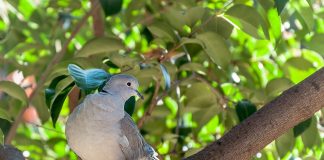 Turturica, o pasăre migratoare ce preferă pădurile deschise