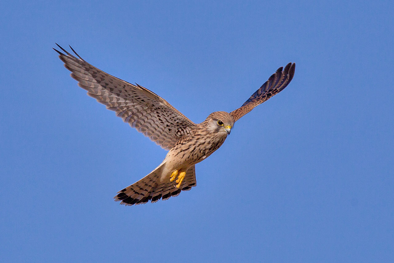 Vânturelul roșu (Falco tinunculus), o pasăre de pradă cu un corp de până la 34 cm