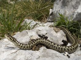 Vipera de stepă sau vipera cu capul ascuțit