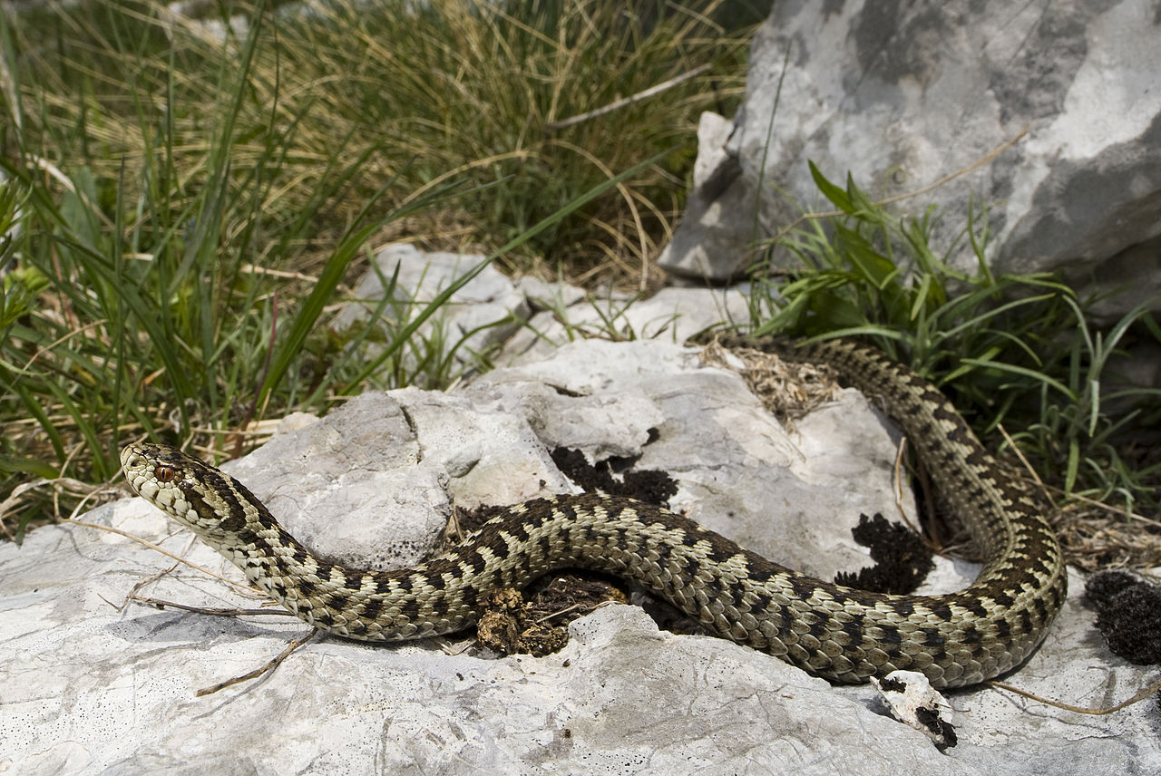 Vipera de stepă sau vipera cu capul ascuțit