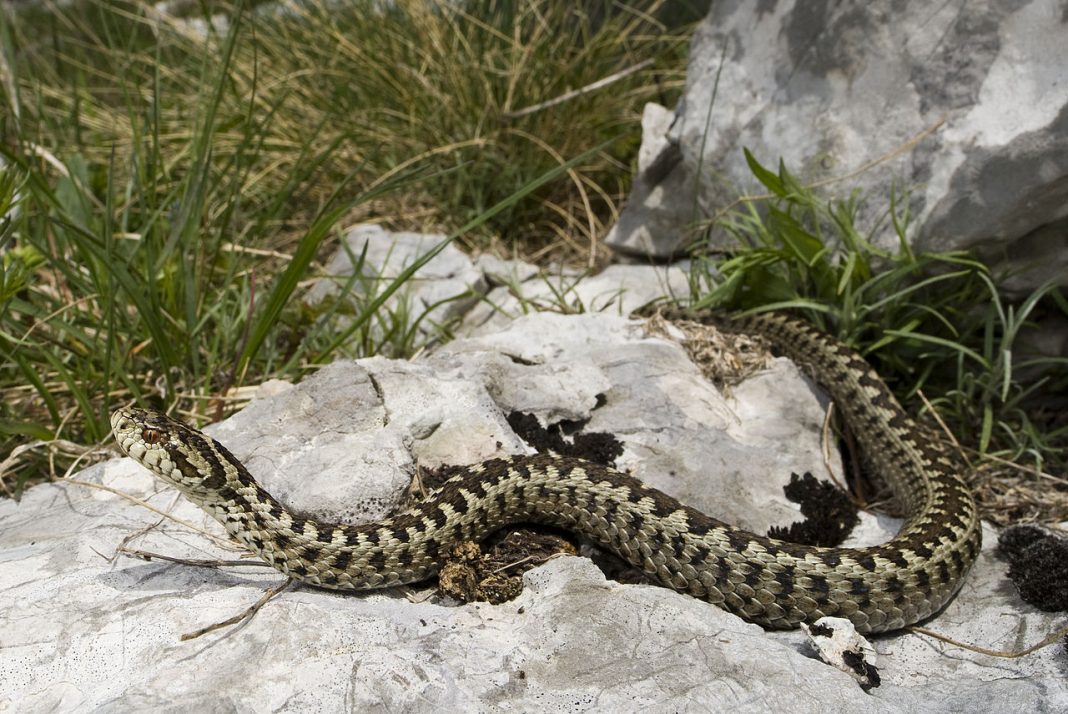 Vipera de stepă sau vipera cu capul ascuțit Vipera de stepă sau vipera cu capul ascuțit