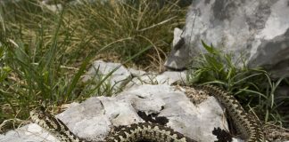 Vipera de stepă (Vipera ursini): o privire apropiată asupra viperei cu capul ascuțit Vipera de stepă sau vipera cu capul ascuțit