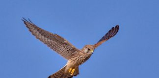 Vânturelul roșu (Falco tinunculus), pasărea de pradă cu un corp de până la 34 cm Vânturelul roșu (Falco tinunculus), o pasăre de pradă cu un corp de până la 34 cm